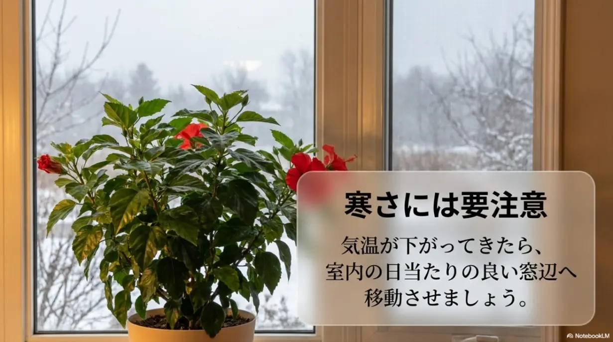 気温が下がってきたらハイビスカスは室内の日当たりの良い窓辺へ