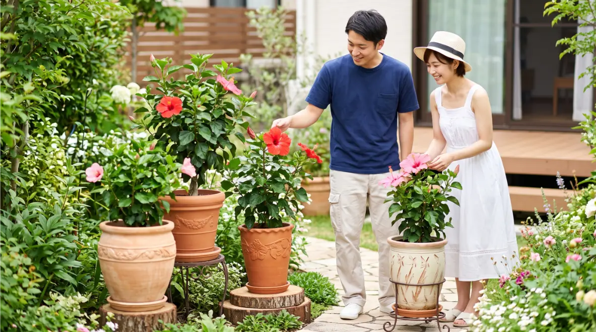 庭の小道に並べられた、おしゃれな鉢植えのハイビスカスを仲良く眺める日本人の若い男女。地植えにせず鉢植えで楽しむ解決策を表現。