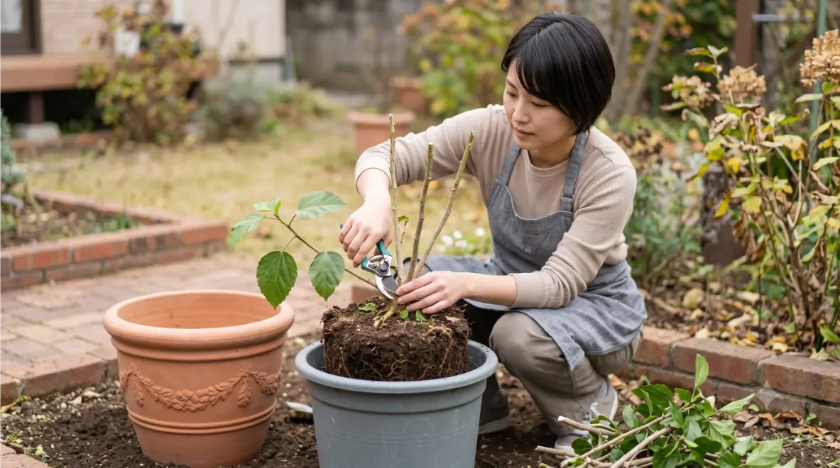 庭から掘り起こしたハイビスカスの強剪定（大幅な切り戻し）を行う日本人の若い女性。鉢上げをして冬越しさせるリカバリー作業。